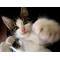 †§ねこパンチ§†