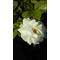 [D:F948]SECRET GARDEN[D:F948]