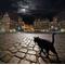 *黒猫*