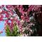 ＊cherryblossom＊